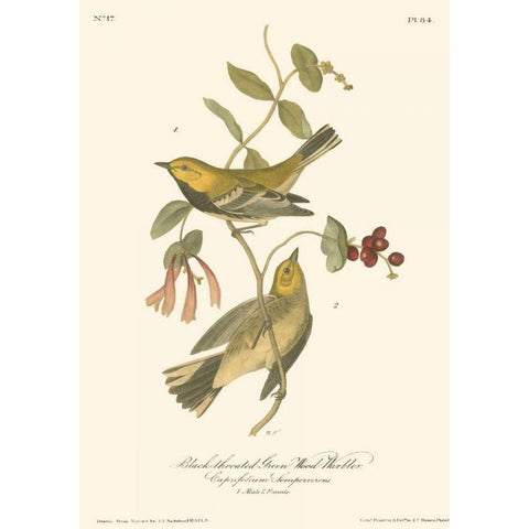 Black-throated Green Wood Warbler Gold Ornate Wood Framed Art Print with Double Matting by Audubon, John James