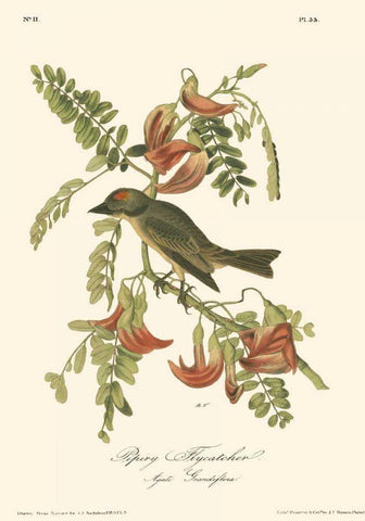 Pipiry Flycatcher Black Ornate Wood Framed Art Print with Double Matting by Audubon, John James