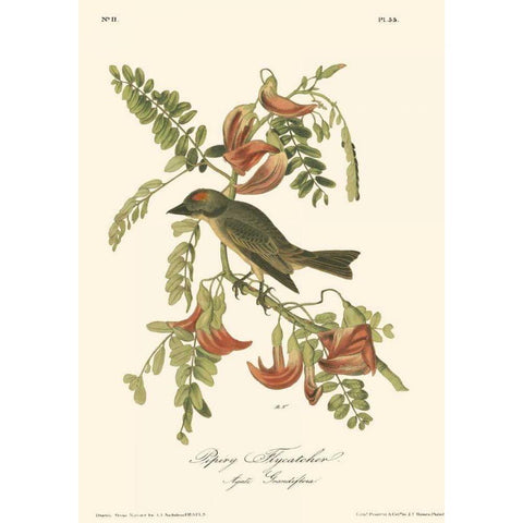 Pipiry Flycatcher Black Modern Wood Framed Art Print with Double Matting by Audubon, John James