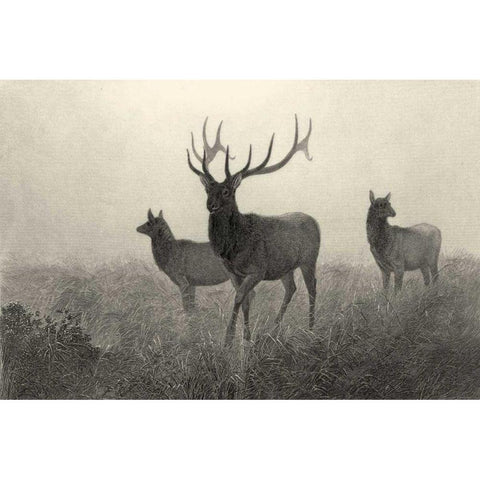 American Elk  Black Modern Wood Framed Art Print by Hinshelwood, Robert