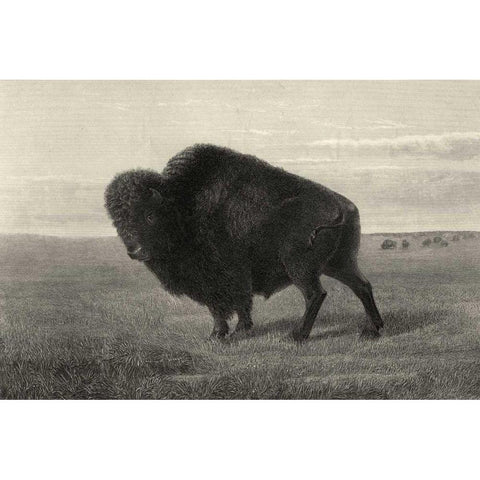 American Bison Black Modern Wood Framed Art Print with Double Matting by Hinshelwood, Robert