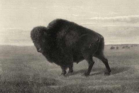 American Bison Black Ornate Wood Framed Art Print with Double Matting by Hinshelwood, Robert