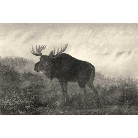 American Moose Black Modern Wood Framed Art Print with Double Matting by Hinshelwood, Robert