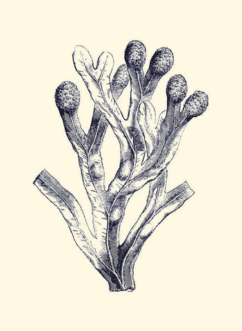 Indigo Kelp II White Modern Wood Framed Art Print with Double Matting by Vision Studio