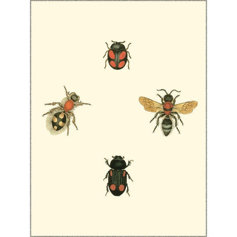 Insecte I Black Modern Wood Framed Art Print with Double Matting by Vision Studio