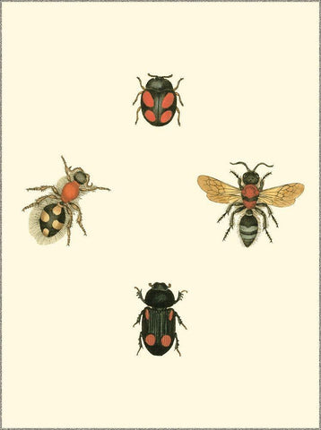 Insecte I White Modern Wood Framed Art Print with Double Matting by Vision Studio