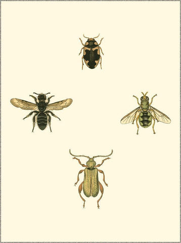 Insecte II Black Ornate Wood Framed Art Print with Double Matting by Vision Studio