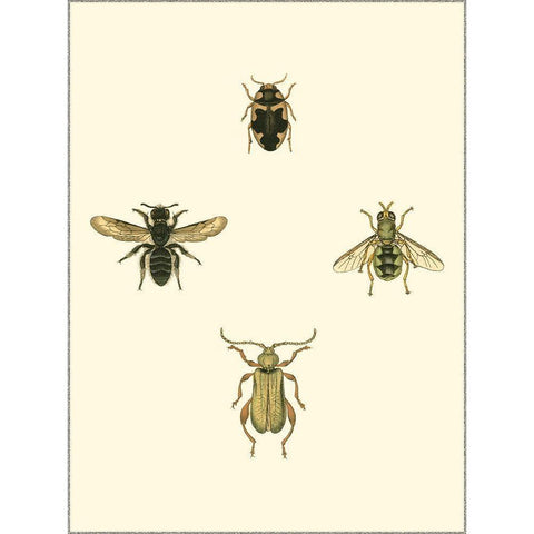 Insecte II Black Modern Wood Framed Art Print with Double Matting by Vision Studio