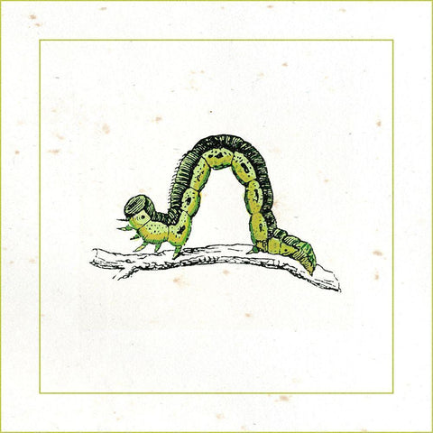 Green Inchworm White Modern Wood Framed Art Print with Double Matting by Vision Studio