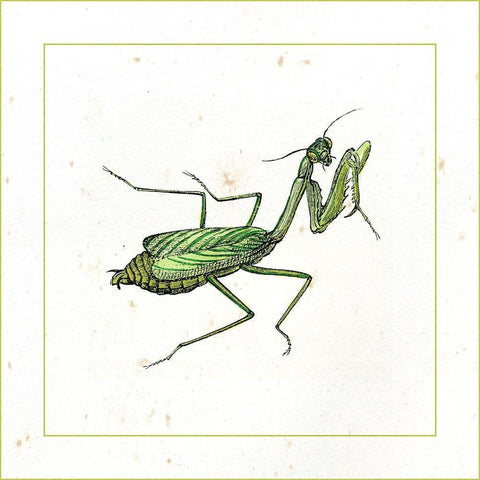 Green Mantis White Modern Wood Framed Art Print by Vision Studio