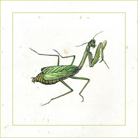 Green Mantis Black Ornate Wood Framed Art Print with Double Matting by Vision Studio