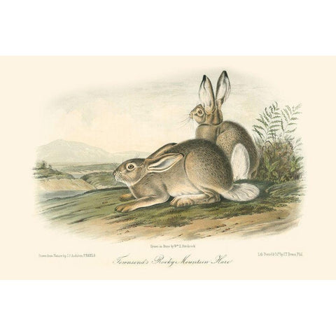 Rocky Mountain Hare Black Modern Wood Framed Art Print with Double Matting by Audubon, John James