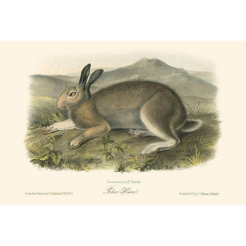 Polar Hare White Modern Wood Framed Art Print by Audubon, John James