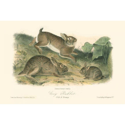 Grey Rabbit Gold Ornate Wood Framed Art Print with Double Matting by Audubon, John James