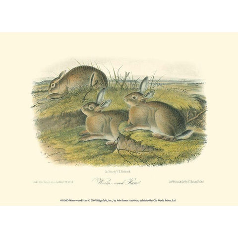 Worm-wood Hare Gold Ornate Wood Framed Art Print with Double Matting by Audubon, John James