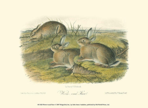 Worm-wood Hare White Modern Wood Framed Art Print with Double Matting by Audubon, John James