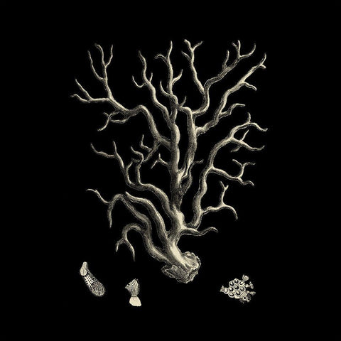 Small Black And Tan Coral I (P) White Modern Wood Framed Art Print with Double Matting by Vision Studio