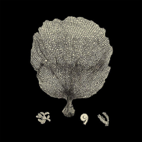 Small Black And Tan Coral II (P) White Modern Wood Framed Art Print with Double Matting by Vision Studio