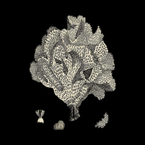 Small Black And Tan Coral IV (P) Black Modern Wood Framed Art Print with Double Matting by Vision Studio