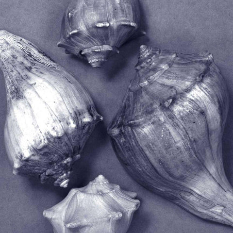 Shell Convergence III White Modern Wood Framed Art Print by Stramel, Renee W.