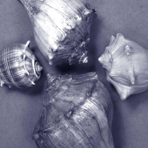 Shell Convergence IV Black Modern Wood Framed Art Print by Stramel, Renee W.