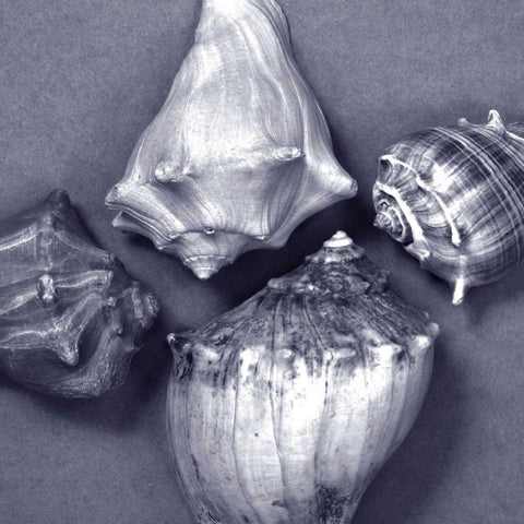 Shell Convergence V Black Modern Wood Framed Art Print with Double Matting by Stramel, Renee W.