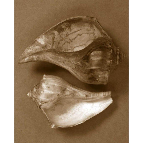 Sensual Shells II White Modern Wood Framed Art Print by Stramel, Renee W.