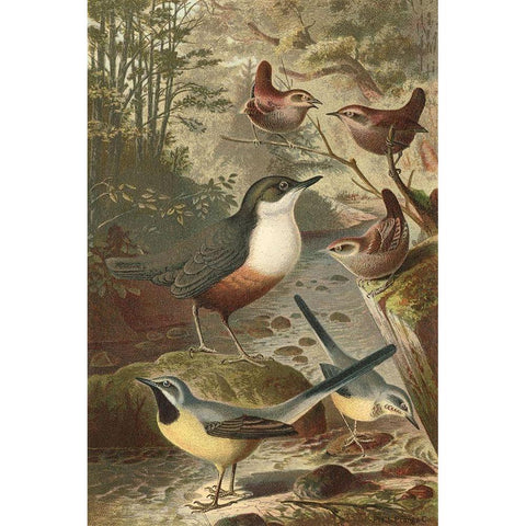Wagtails and Wrens White Modern Wood Framed Art Print by unknown