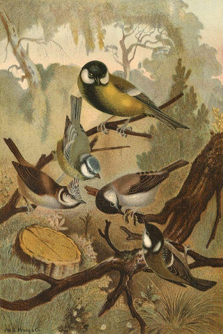 Titmice Black Ornate Wood Framed Art Print with Double Matting by unknown