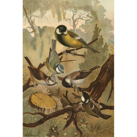 Titmice Black Modern Wood Framed Art Print by unknown
