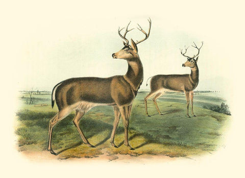 Columbian Black-tailed Deer Black Ornate Wood Framed Art Print with Double Matting by Audubon, John James