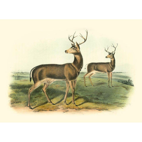 Columbian Black-tailed Deer White Modern Wood Framed Art Print by Audubon, John James