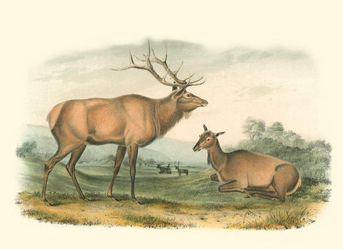 American Elk and Deer Black Ornate Wood Framed Art Print with Double Matting by Audubon, John James