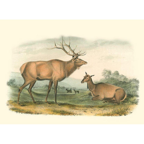 American Elk and Deer Gold Ornate Wood Framed Art Print with Double Matting by Audubon, John James