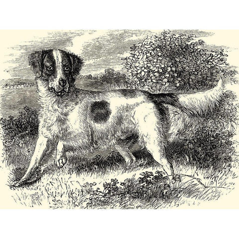 English Setter Black Modern Wood Framed Art Print with Double Matting by unknown