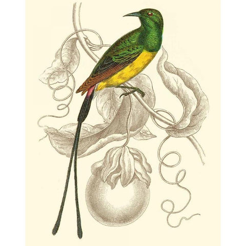 Jardine Hummingbird I Black Modern Wood Framed Art Print by Jardine, Sir William
