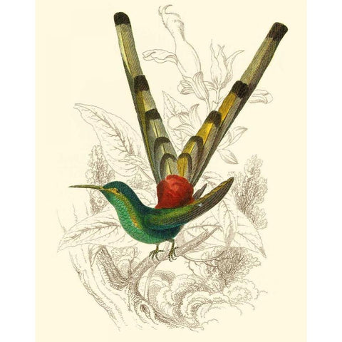 Jardine Hummingbird II White Modern Wood Framed Art Print by Jardine, Sir William