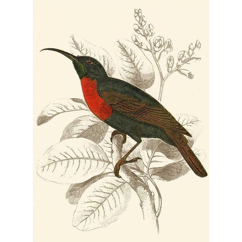 Jardine Hummingbird III Gold Ornate Wood Framed Art Print with Double Matting by Jardine, Sir William