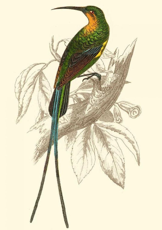 Image Only