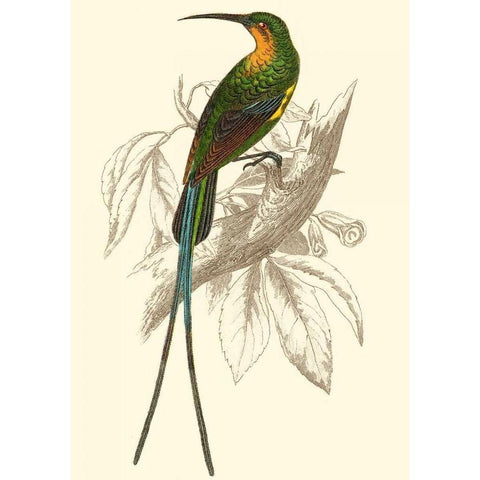 Jardine Hummingbird V Gold Ornate Wood Framed Art Print with Double Matting by Jardine, Sir William