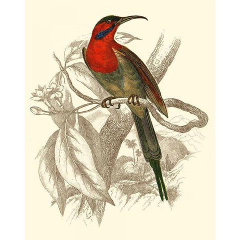 Jardine Hummingbird VI Black Modern Wood Framed Art Print with Double Matting by Jardine, Sir William