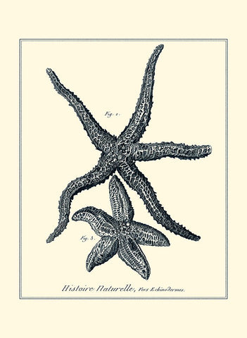 Indigo Starfish I Black Ornate Wood Framed Art Print with Double Matting by Diderot, Denis