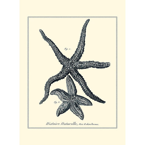Indigo Starfish I Black Modern Wood Framed Art Print by Diderot, Denis