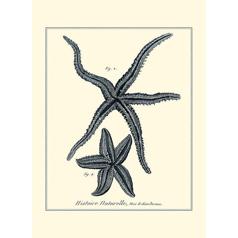 Indigo Starfish II White Modern Wood Framed Art Print by Diderot, Denis