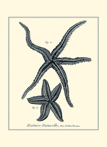 Indigo Starfish II Black Ornate Wood Framed Art Print with Double Matting by Diderot, Denis
