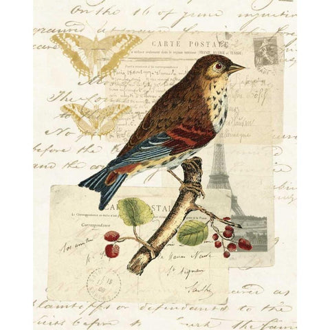 Naturalists Collage II Gold Ornate Wood Framed Art Print with Double Matting by Vision Studio