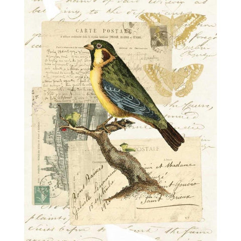 Naturalists Collage III Gold Ornate Wood Framed Art Print with Double Matting by Vision Studio
