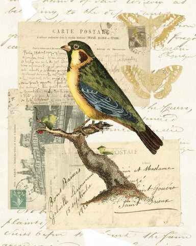 Naturalists Collage III White Modern Wood Framed Art Print with Double Matting by Vision Studio