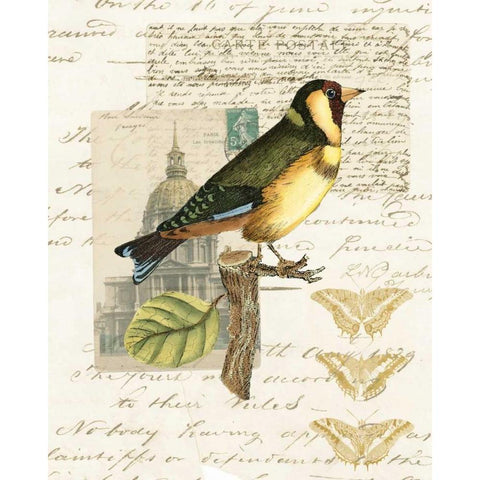 Naturalists Collage IV Gold Ornate Wood Framed Art Print with Double Matting by Vision Studio