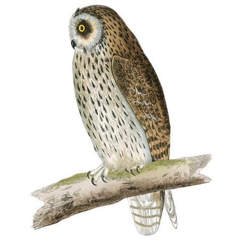 Morris Short Eared Owl Gold Ornate Wood Framed Art Print with Double Matting by Morris